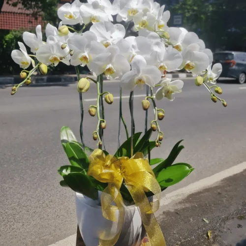 Bunga meja Jakarta timur 3